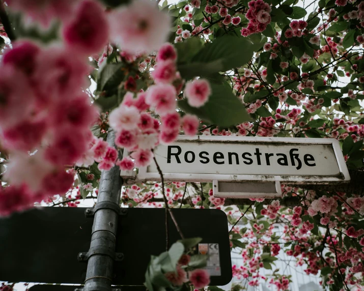 a street sign under blossoming trees near some houses