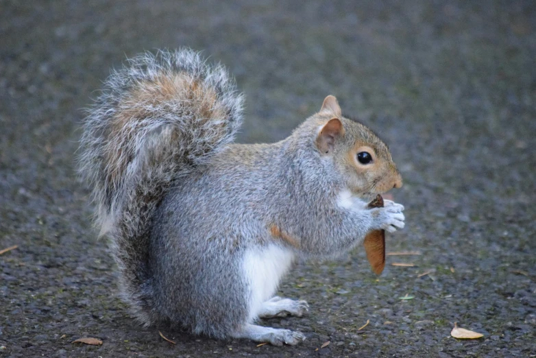 a squirrel is eating from a seed with an open mouth