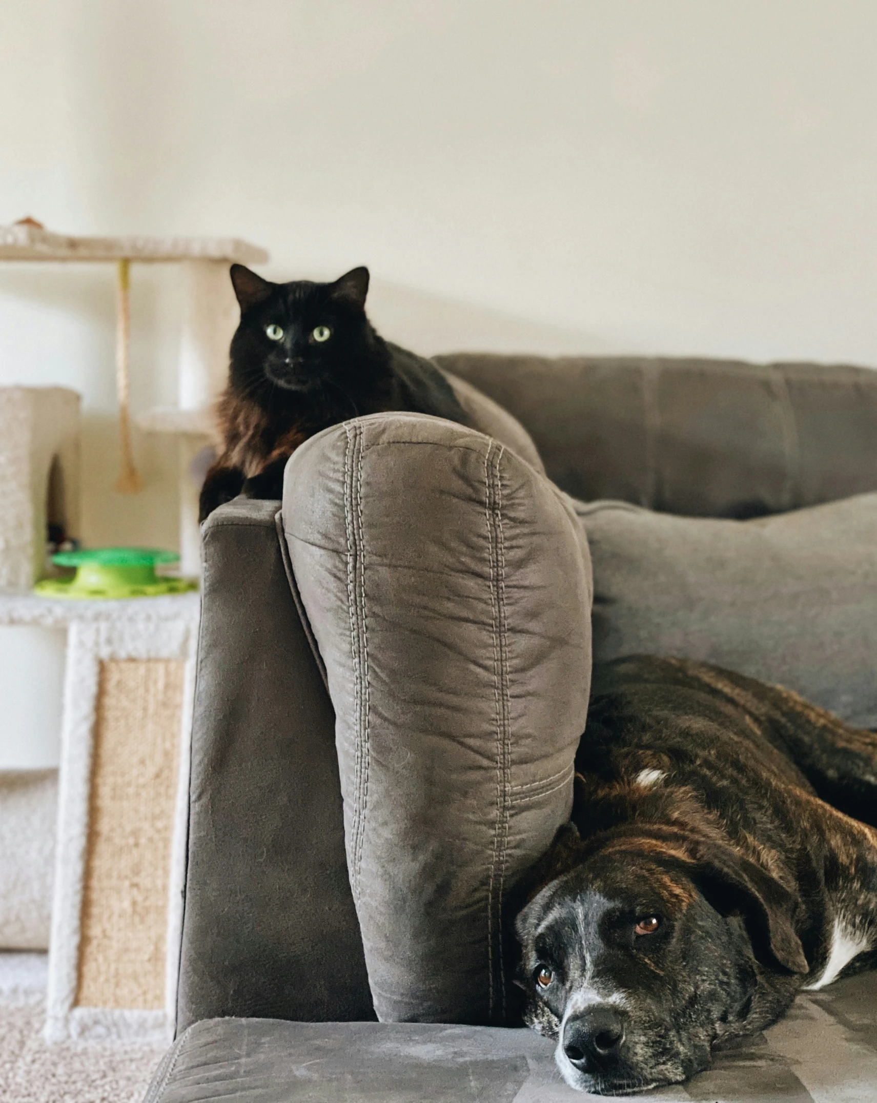 a dog and cat are resting on the couch