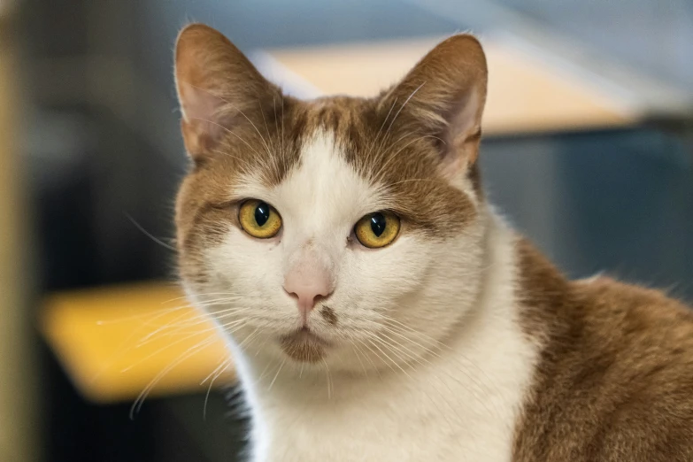 a cat sitting with an expression on its face