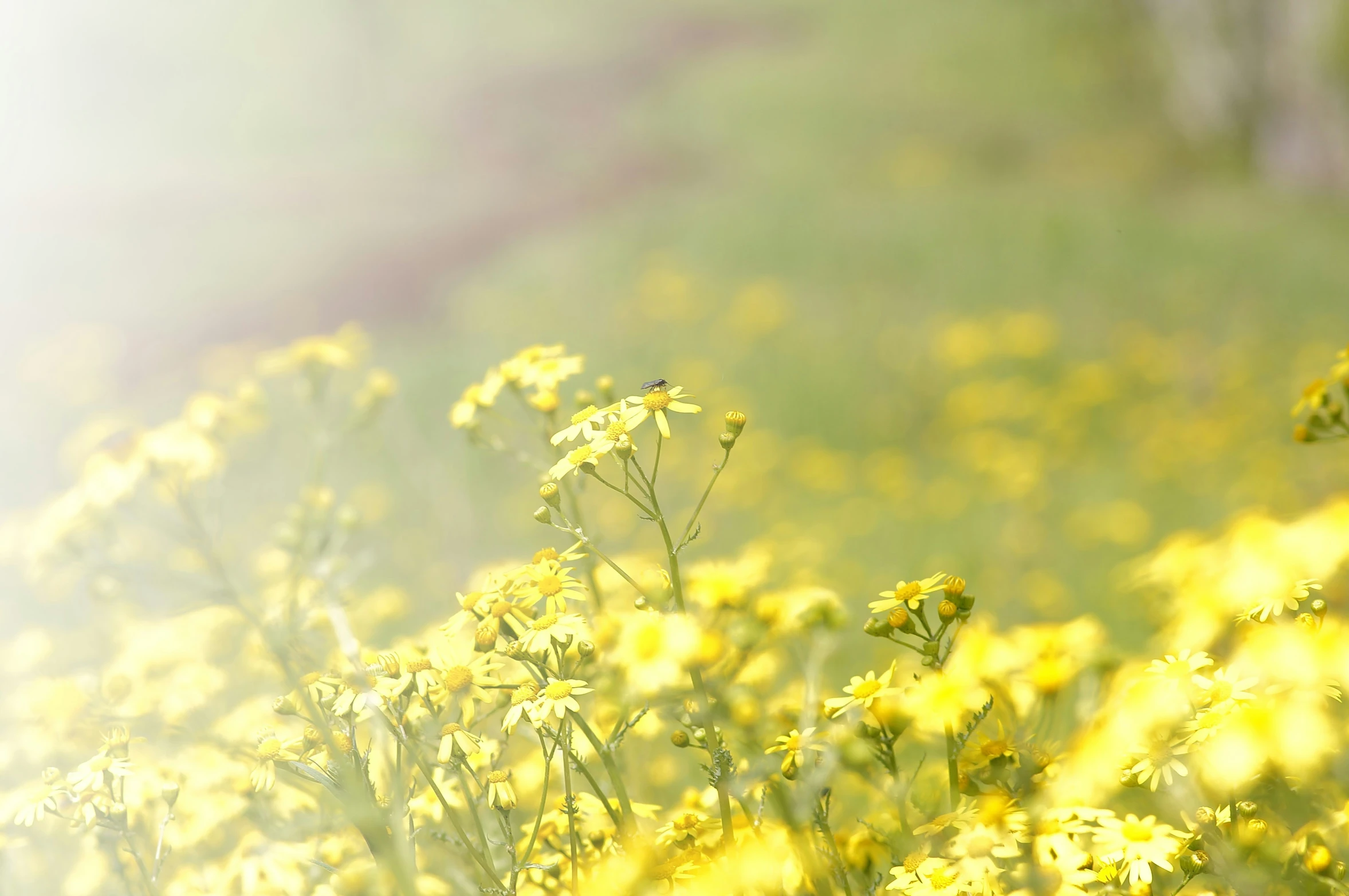 a field with lots of flowers near one another