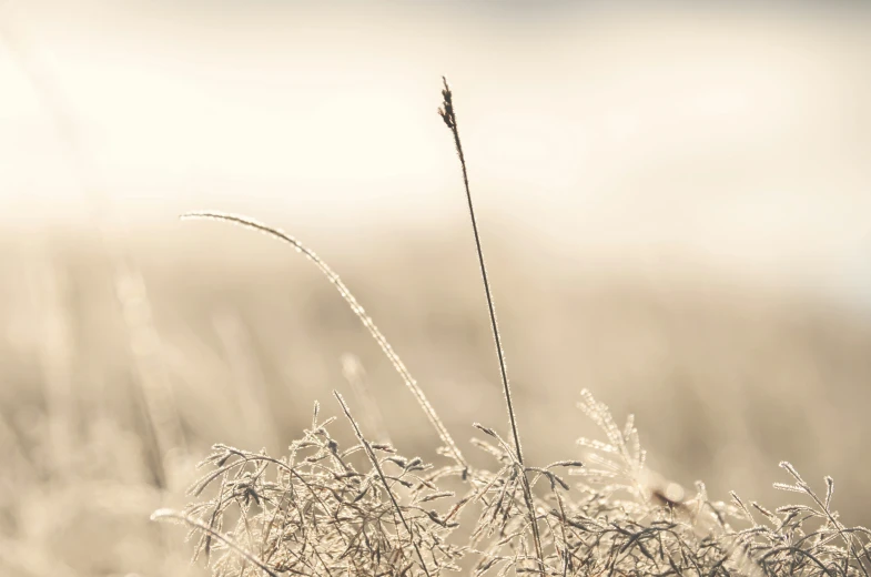 an image of some grass with dew on it