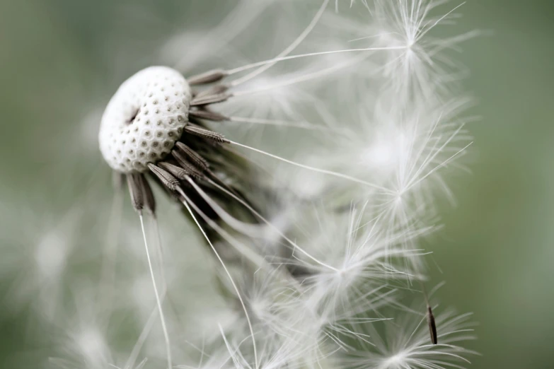 dandelion that is blowing in the wind in a field