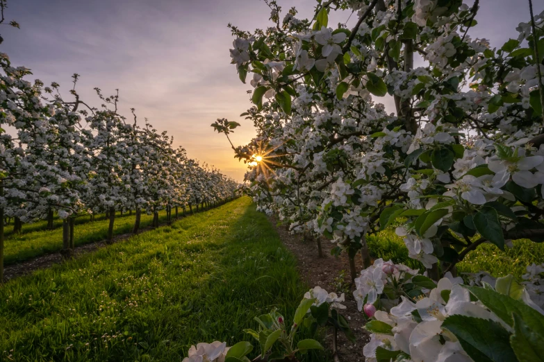 the sun rising behind some trees in an apple orchard