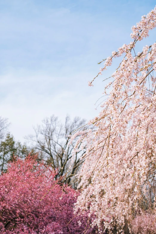 some trees are covered in pink blossoms in the spring