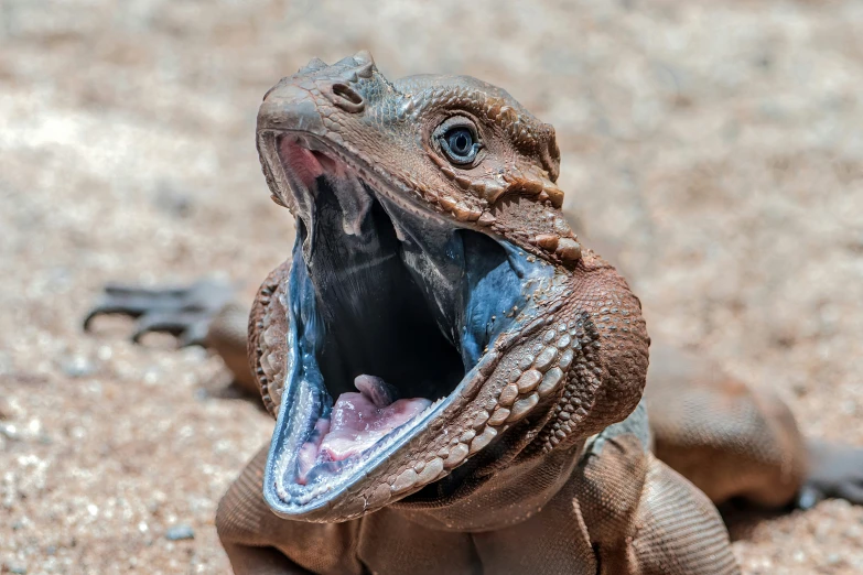 a small lizard is making his entrance to the camera