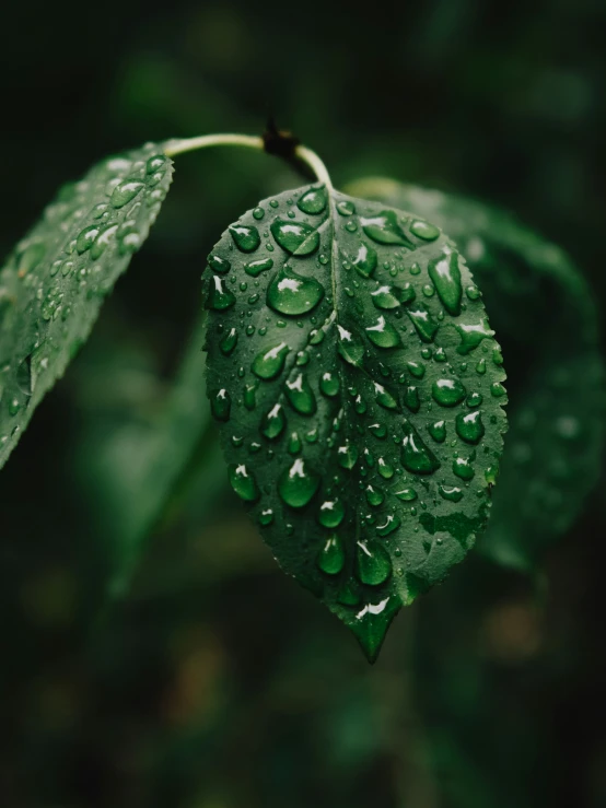 a green leaf covered in water droplets