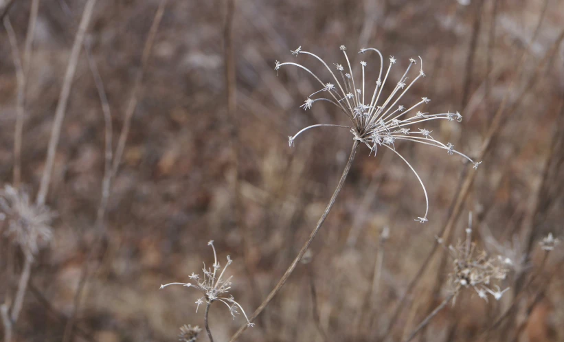 a close up of a dead flower near brush