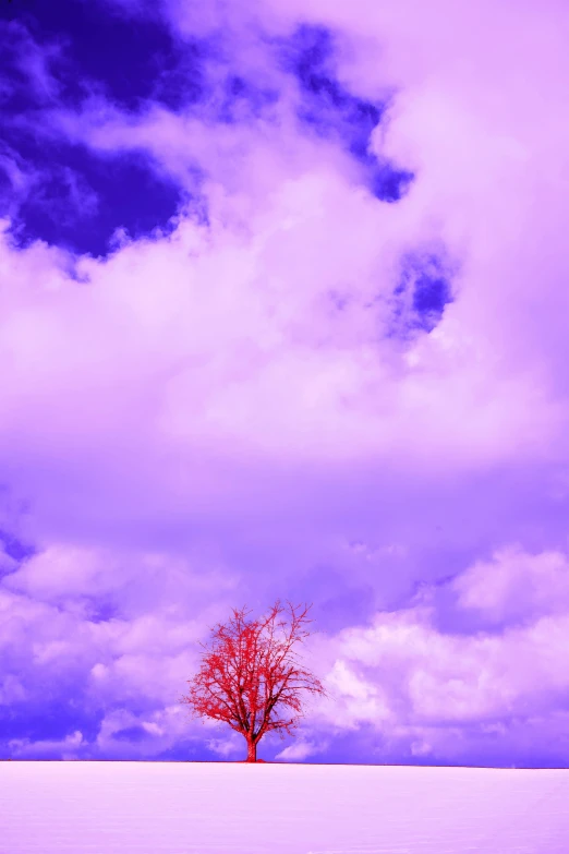 a single tree on a snowy field with blue skies