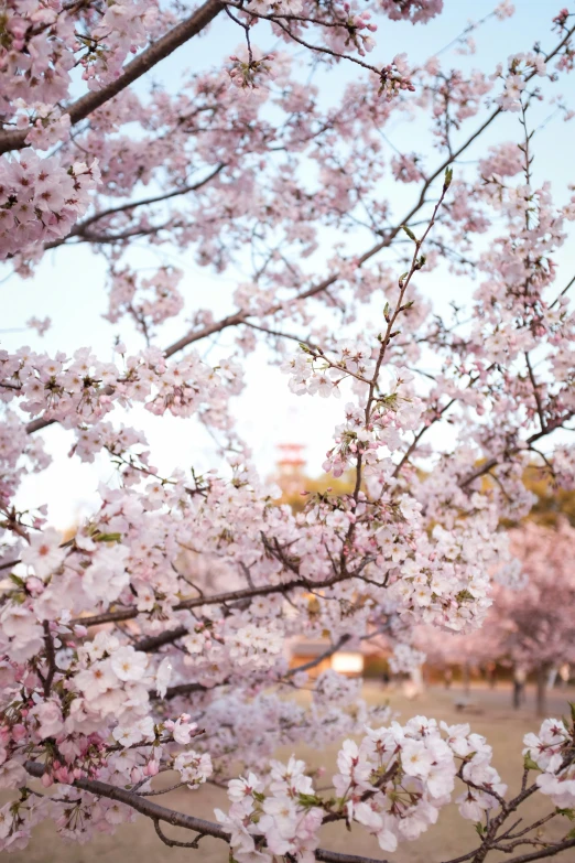 a large cherry blossom tree with lots of pink flowers