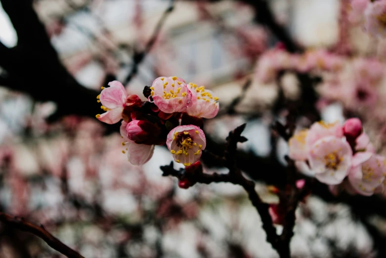 a tree that is blooming with very little pink flowers