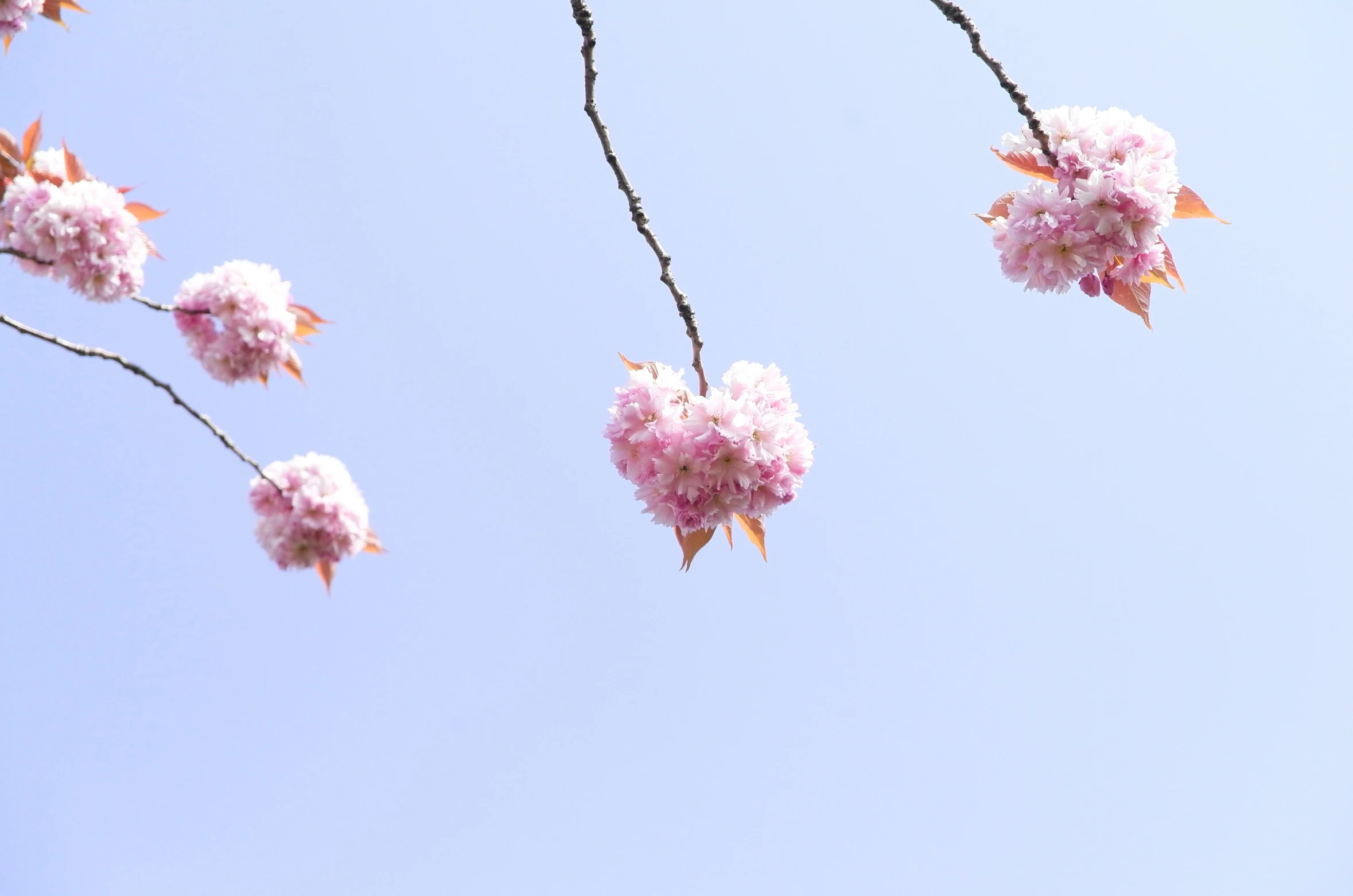 a tree that has some pink flowers on it