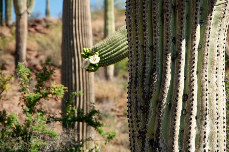 a close up of a cactus with a person