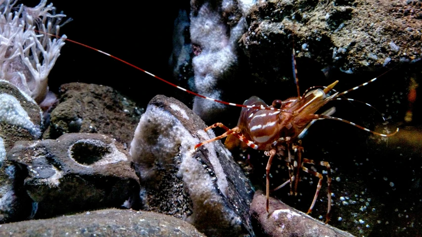 a small shrimp on some rocks and some algaes