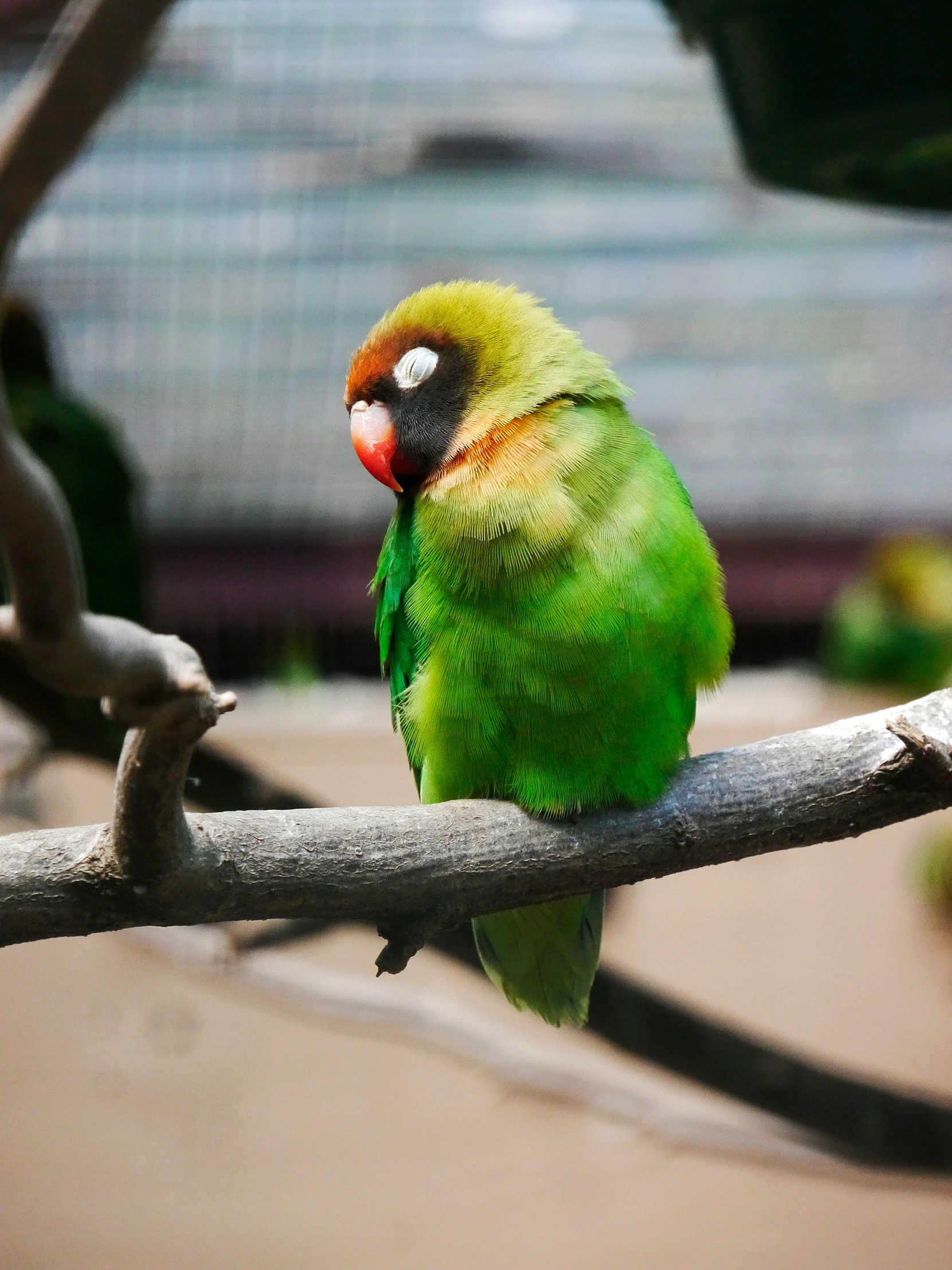 a bright green parrot with yellow and blue markings sits on a nch