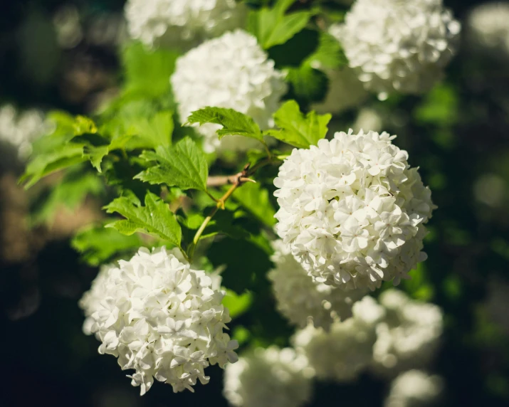 there is a lot of white flowers on the tree