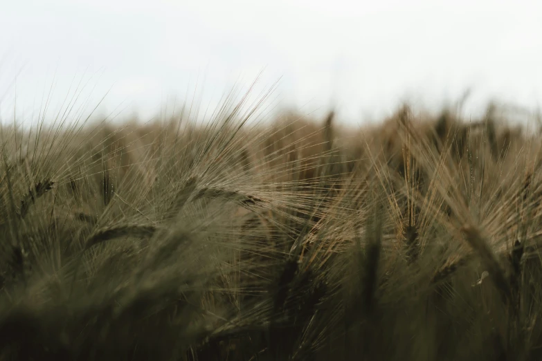 an image of an open field of grain