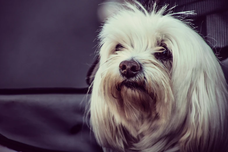 this is a white fluffy dog looking into the camera