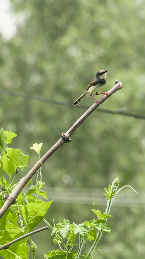 a bird sitting on top of a twig in a tree