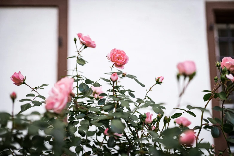 pink flowers growing in front of a white building