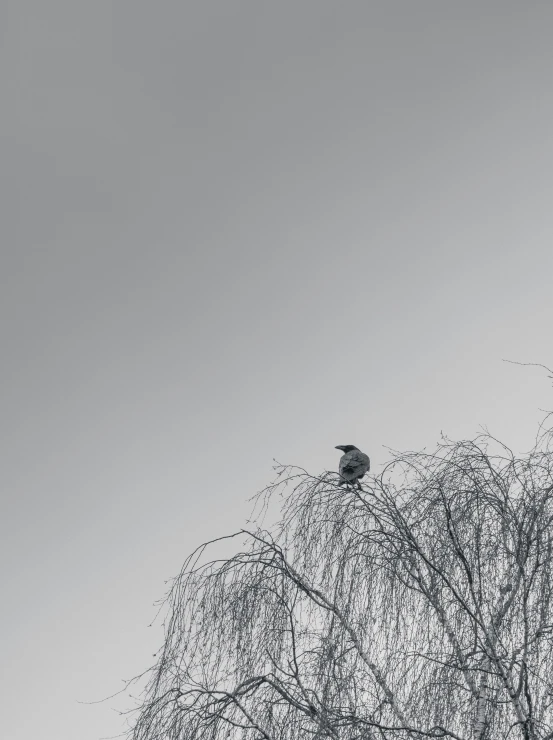 there is a bird sitting on the top of a tree