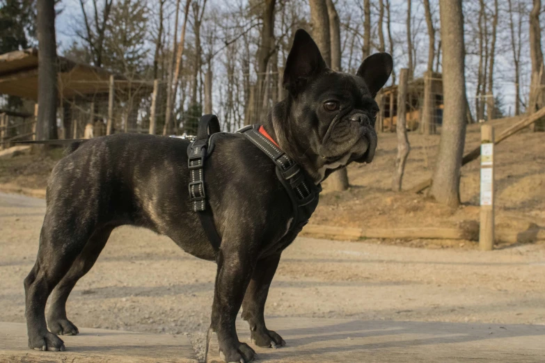 a black dog in harness standing by itself