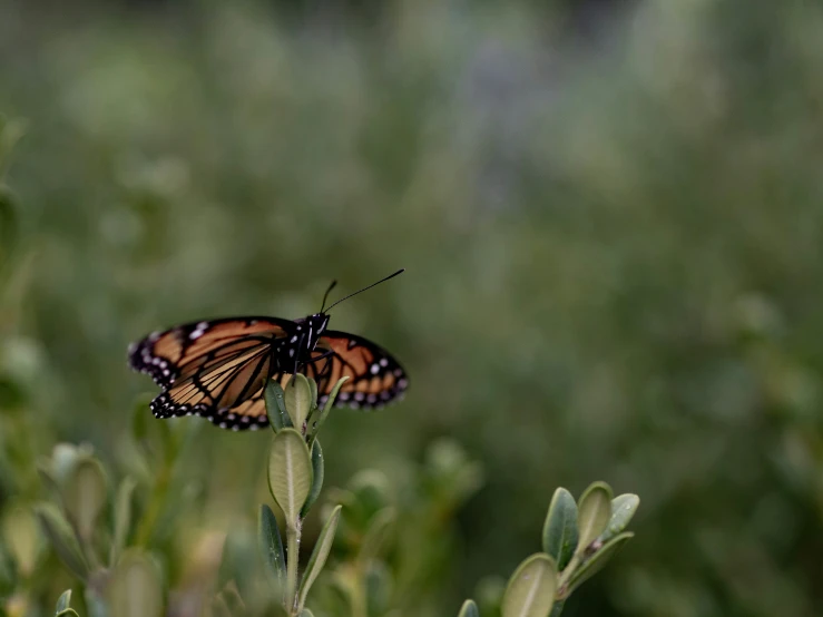 a close up view of a erfly on some plants