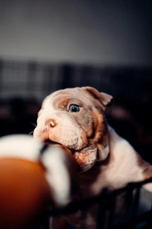 a brown and white puppy sitting on top of a chair