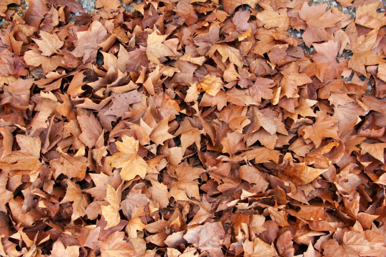 a mixture of brown leaf on the ground