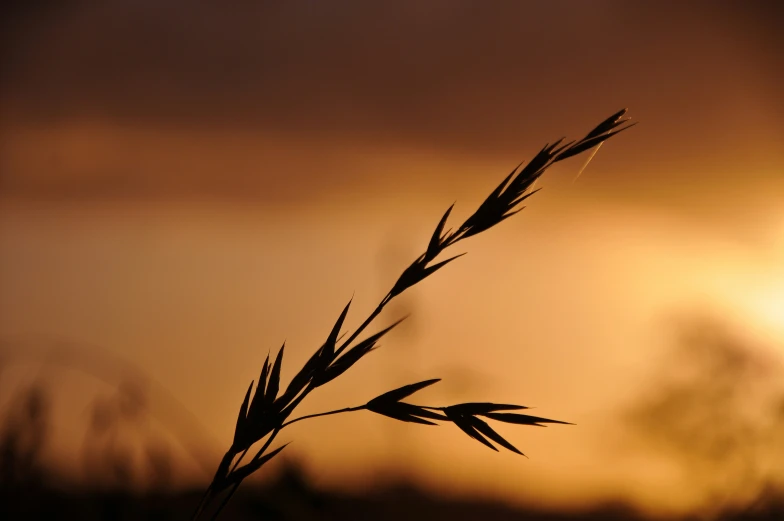 a sunset with some very tall grass in front of it