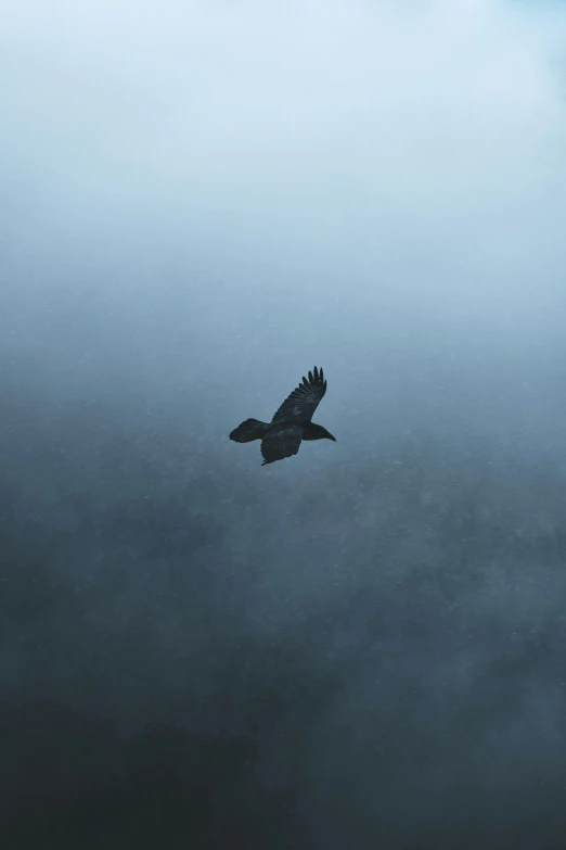 an image of a bird flying on the cloudy sky