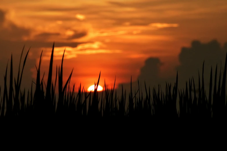 the sun is setting in the distance behind tall grass