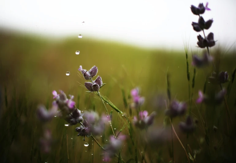 a grassy area with flowers in the rain