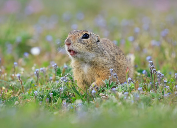 a small chipper is sitting in some flowers