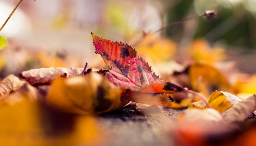 leaves on the ground and leaves in autumn