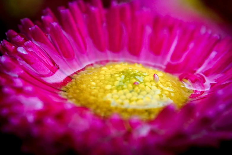 an up close po of a flower petals