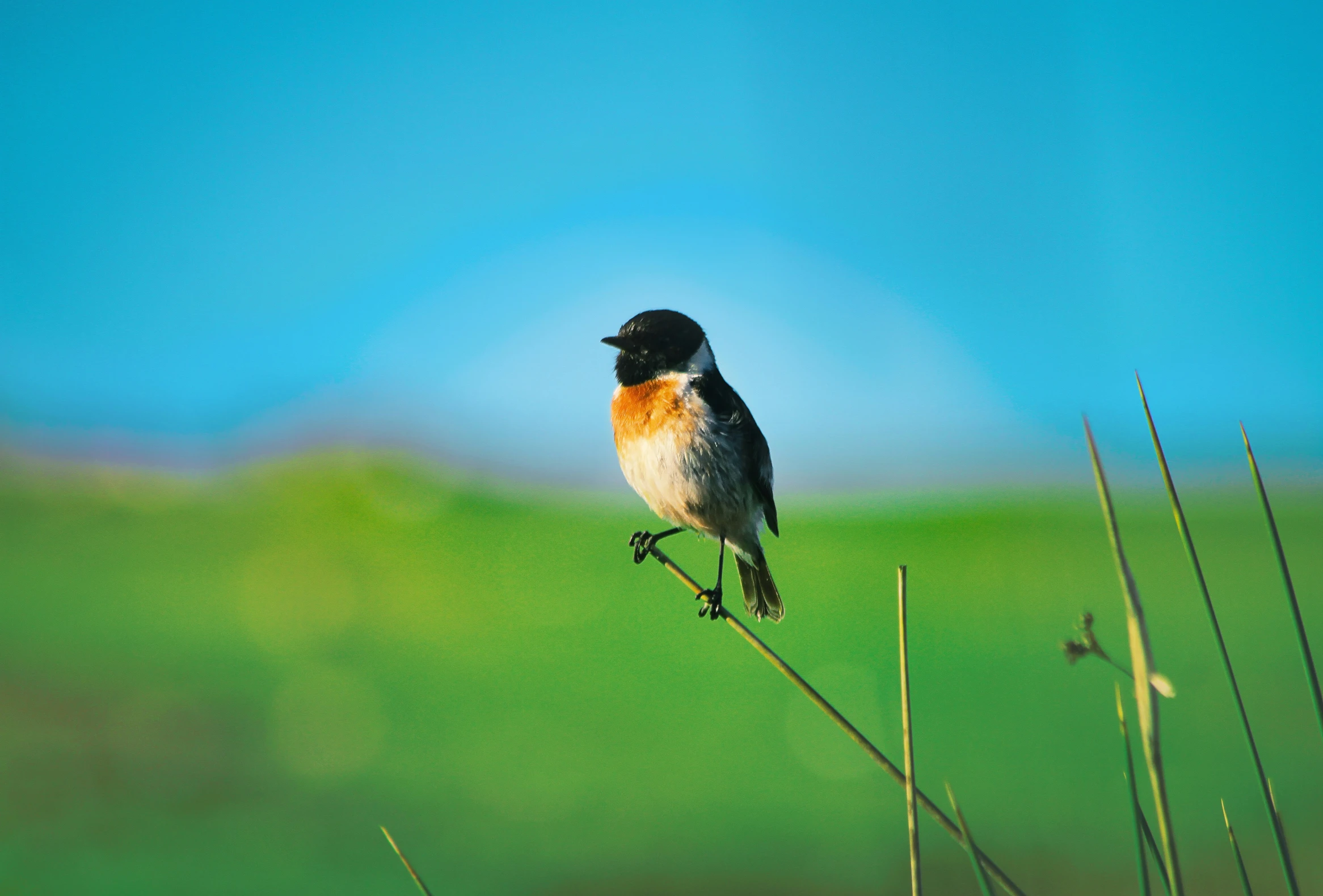 a bird sitting on top of a dry plant