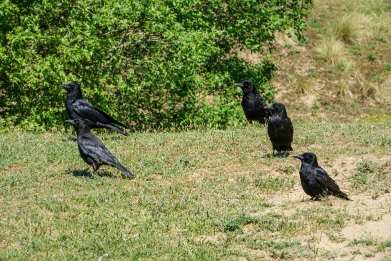five black crows walking in the grass near trees