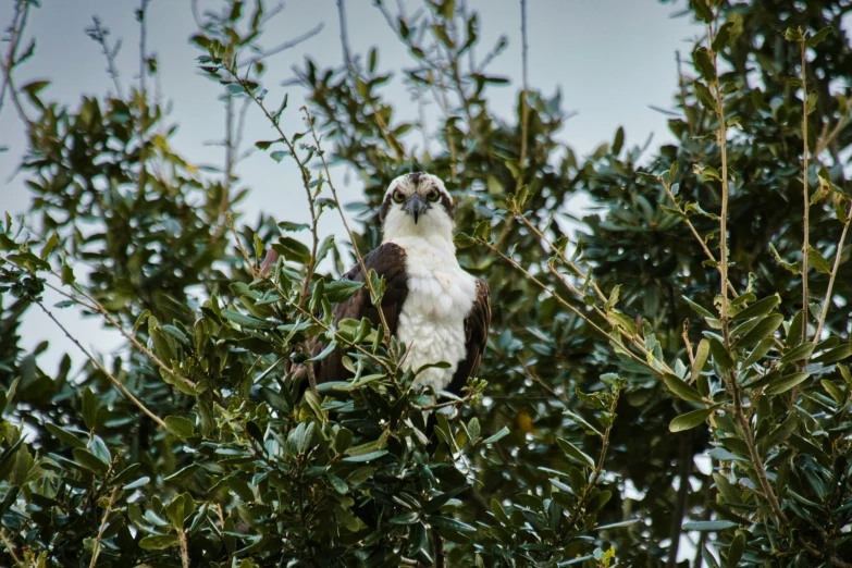 a hawk perched in the top of a tree