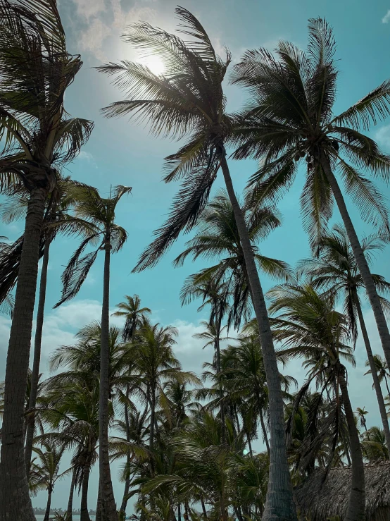 palm trees in the sky with a few clouds