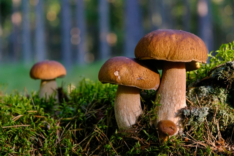 many mushrooms are growing on the grass