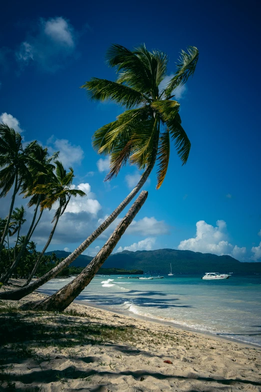 a couple palm trees sitting on the side of a sandy beach