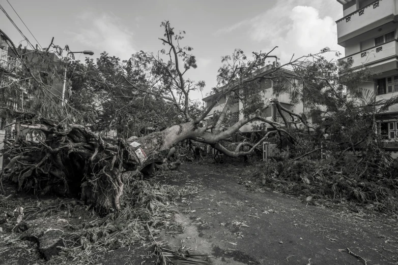 a house is blocked by trees and a bicycle leans against it