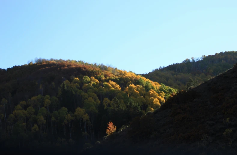 a view of a mountain covered with trees