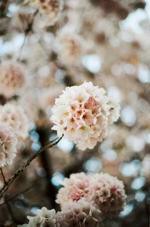 a close up s of some pink flowers