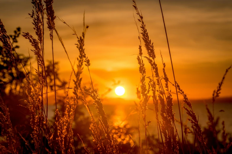 the sun shining behind a hazy sky in a field