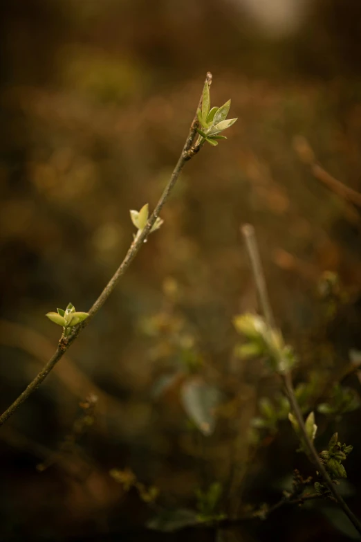 nch with small leaves and twig in foreground, background blurry