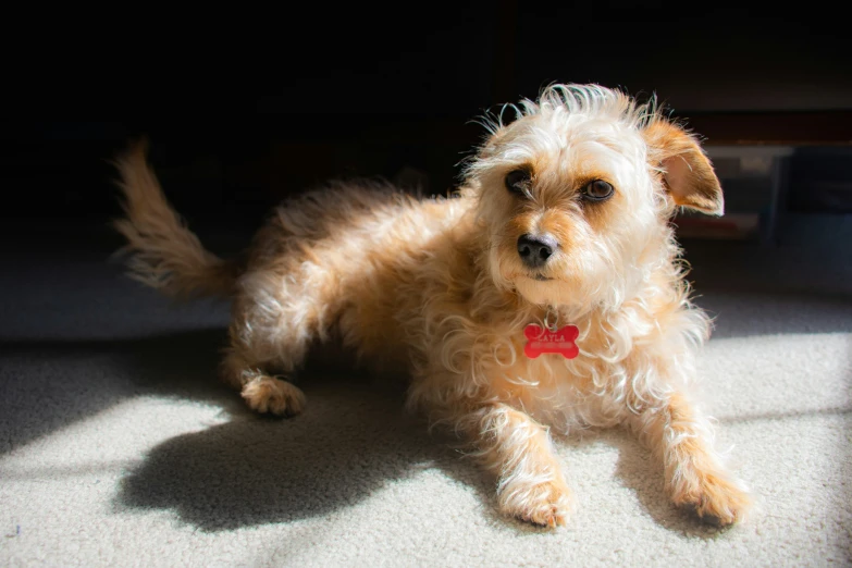 a small dog laying down on a carpet in the sun