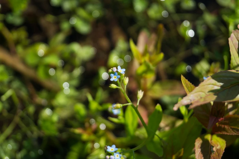 some tiny blue flowers on a bush by the water