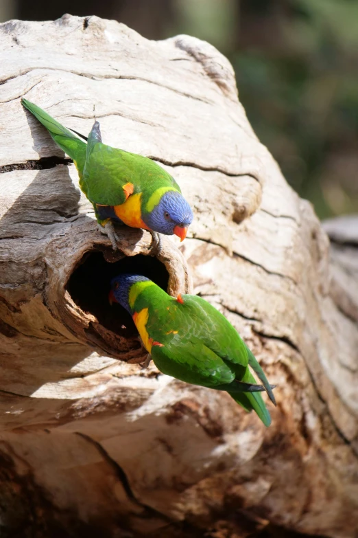 a pair of green and yellow parrots on a nch